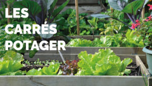 Carre potager accueil les compagnons des saisons
